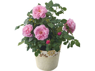 代引不可 バラ鉢植え アワラストサマー 母の日 ムラウチドットコム