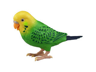 毎日おしゃべり 天才インコちゃん ムラウチドットコム 毎日おしゃべり 天才インコちゃん ムラウチドットコム