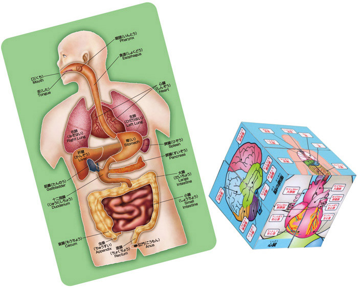 完了 人体キューブ パズル遊んで学べるからだのしくみ ムラウチドットコム 完了 人体キューブ パズル遊んで学べるからだのしくみ ムラウチドットコム