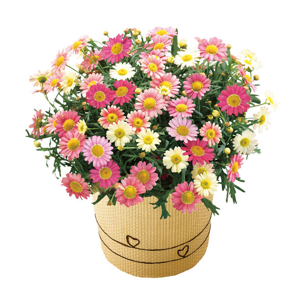 代引不可 マーガレット鉢植え いちごみるく とルピシア フレーバード紅茶のセット 母の日 ムラウチドットコム