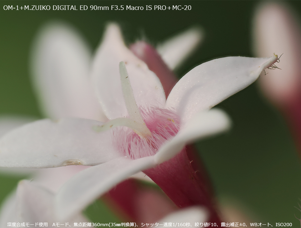 OM-1 [x[hgp@A[hAœ_360mm(35oZ)AVb^[x1/160bAilF10AIo␳}0AWBI[gAISO200