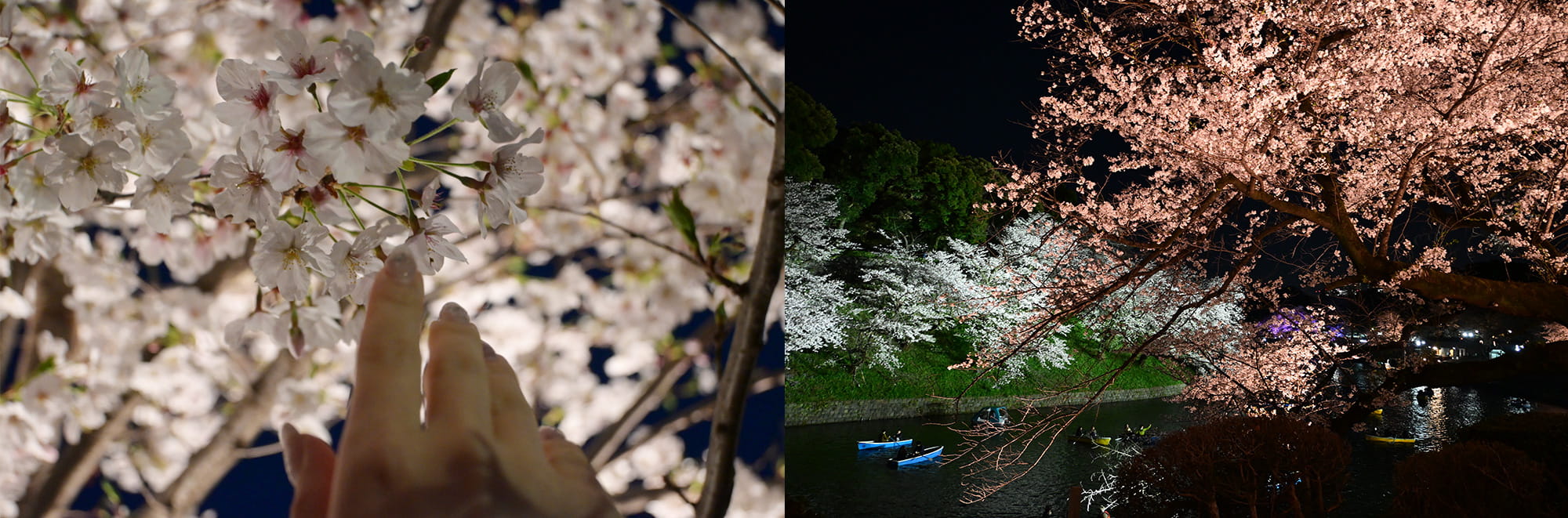 夜でもバッチリ撮れる!SNSでよく見る桜の写真構図に、ずっと憧れてました! 夜でもバッチリ撮れる!SNSでよく見る桜の写真構図に、ずっと憧れてました!