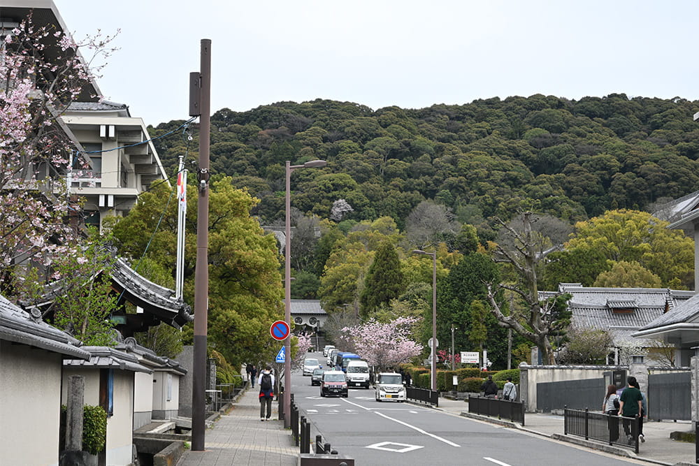 Nikon Z50IIで撮影した京都の街並みと桜 Nikon Z50IIで撮影した京都の街並みと桜
