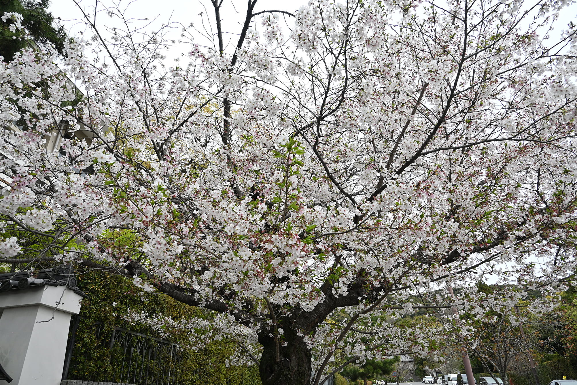 軽量コンパクトの標準ズームレンズ NIKKOR Z DX 16-50mm f/3.5-6.3 VRで撮影した桜。焦点距離24mm(35mm判換算) 軽量コンパクトの標準ズームレンズ NIKKOR Z DX 16-50mm f/3.5-6.3 VRで撮影した桜。焦点距離24mm(35mm判換算)