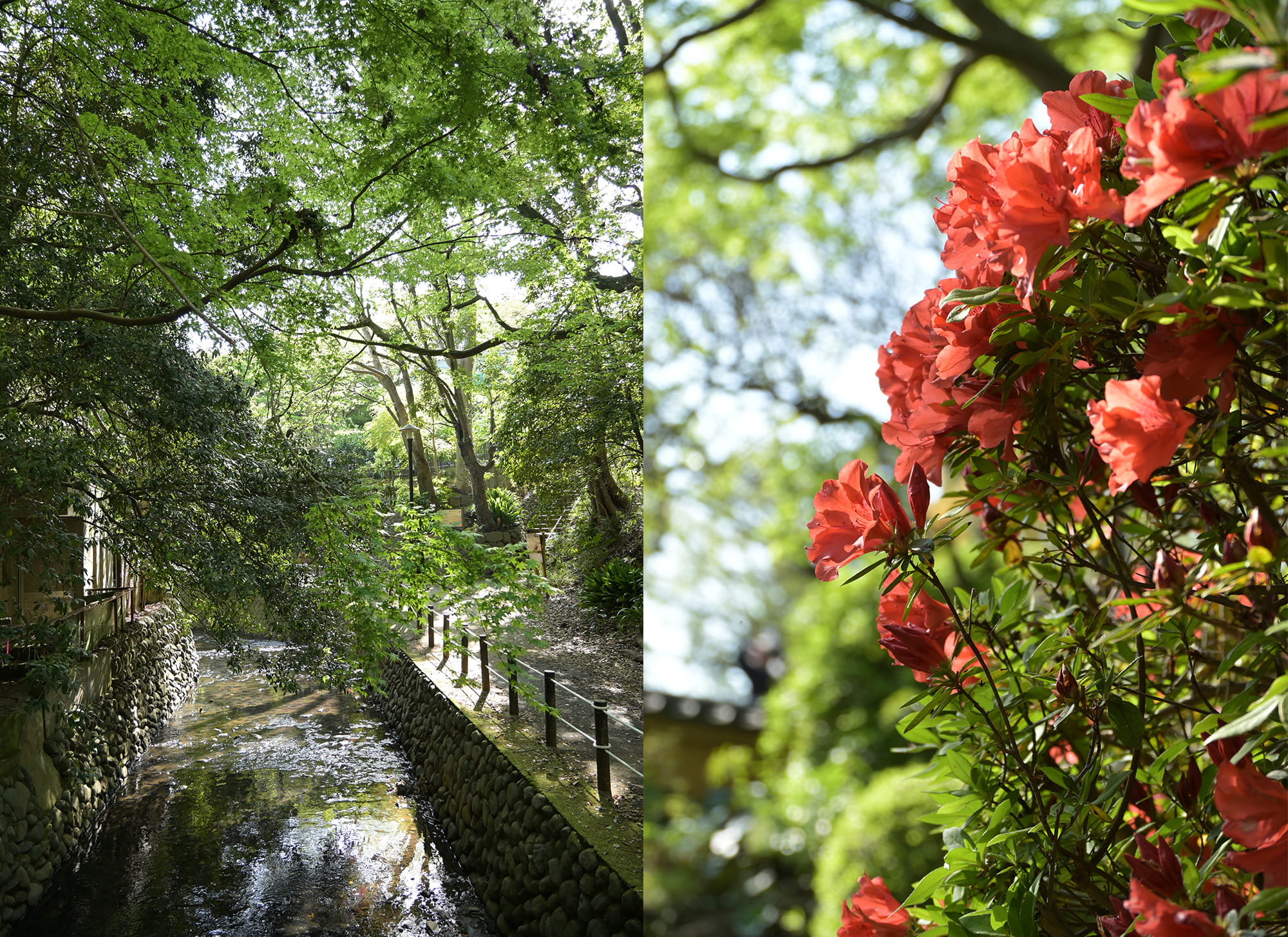 光が眩しい等々力渓谷の新緑と朱色のツツジ 光が眩しい等々力渓谷の新緑と朱色のツツジ