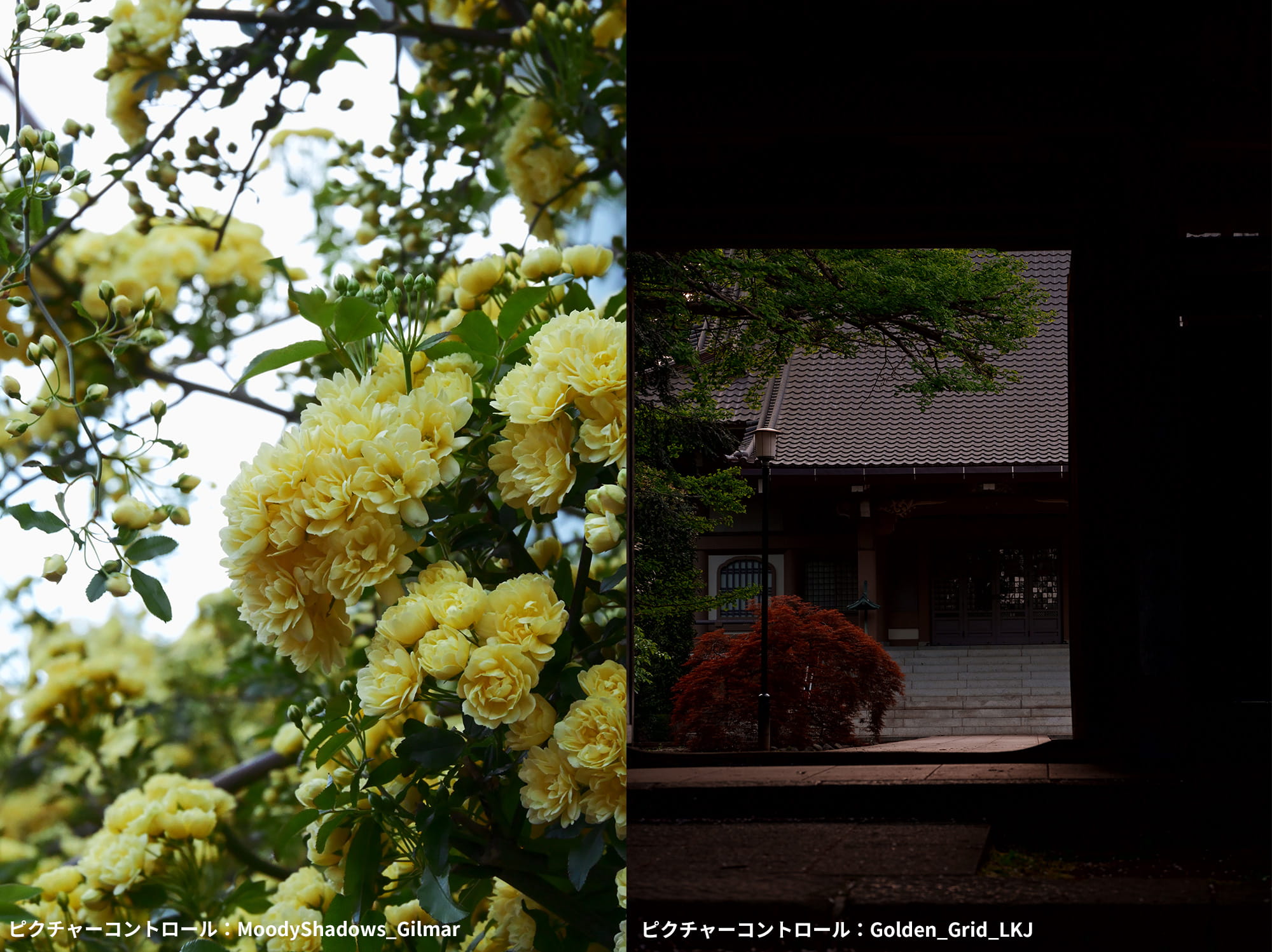ピクチャーコントロール:MoodyShadows_Gilmar、Golden_Grid_LKJ ピクチャーコントロール:MoodyShadows_Gilmar、Golden_Grid_LKJ