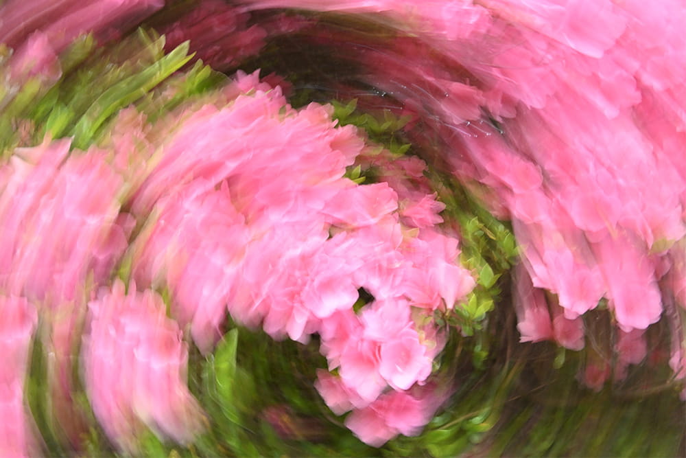 カメラを回転させながら撮影したピンクの花 カメラを回転させながら撮影したピンクの花