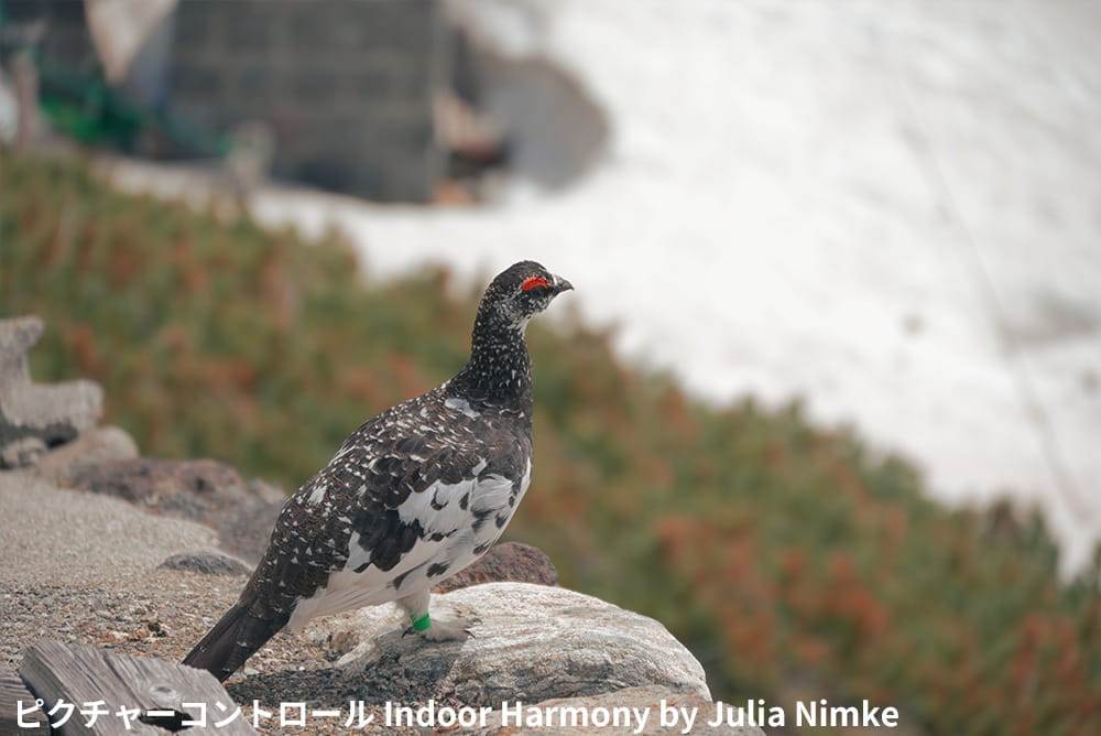 立山で出会った雷鳥。ピクチャーコントロール:Indoor Harmony by Julia Nimke 立山で出会った雷鳥。ピクチャーコントロール:Indoor Harmony by Julia Nimke