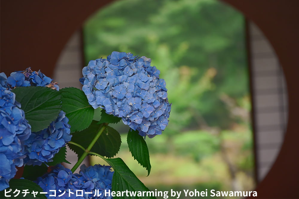 鮮やかな紫陽花と、その奥に見える円窓。ピクチャーコントロール:Heartwarming by Yohei Sawamura 鮮やかな紫陽花と、その奥に見える円窓。ピクチャーコントロール:Heartwarming by Yohei Sawamura