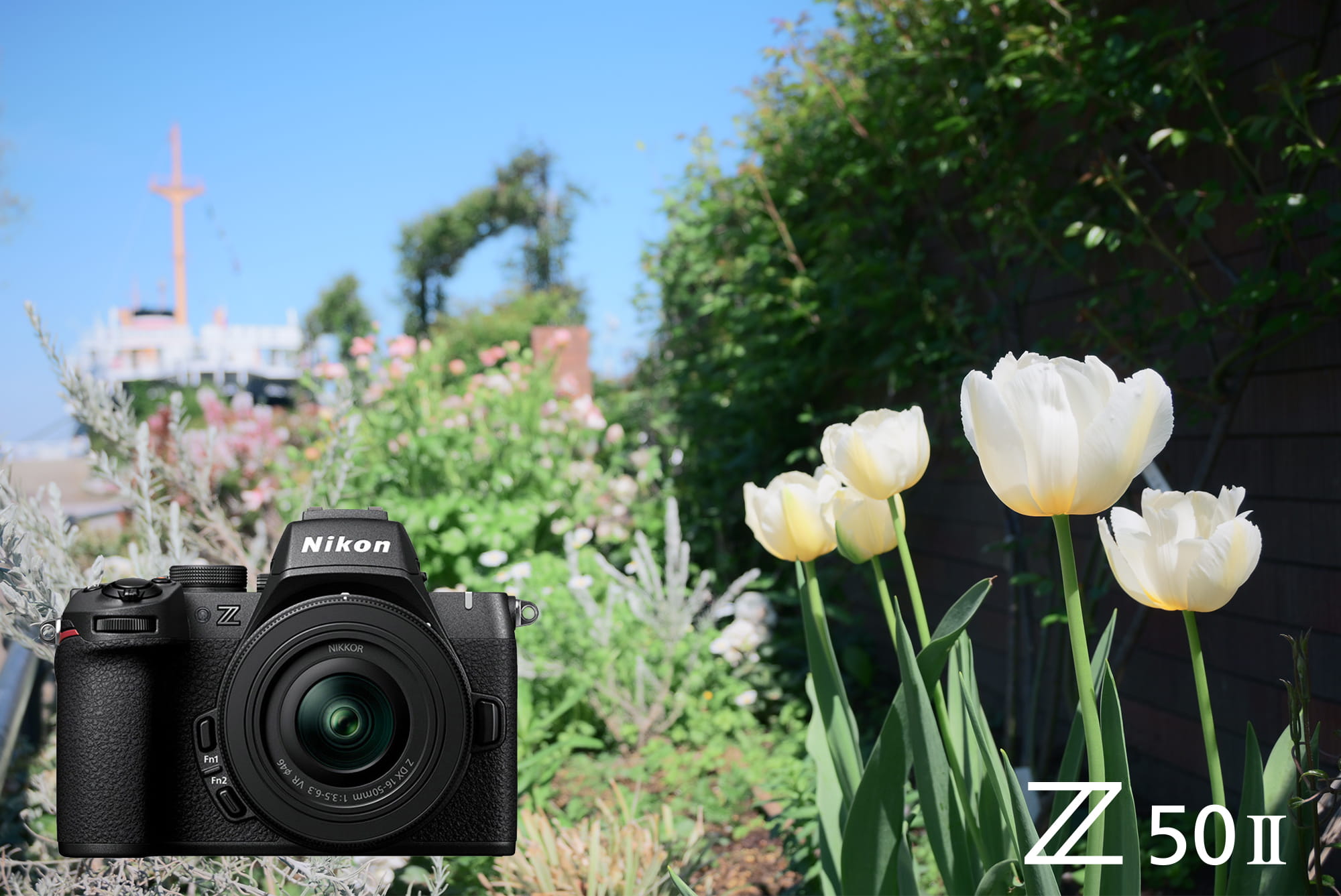 Nikon Z50IIを実写レビュー Nikon Z50IIを実写レビュー