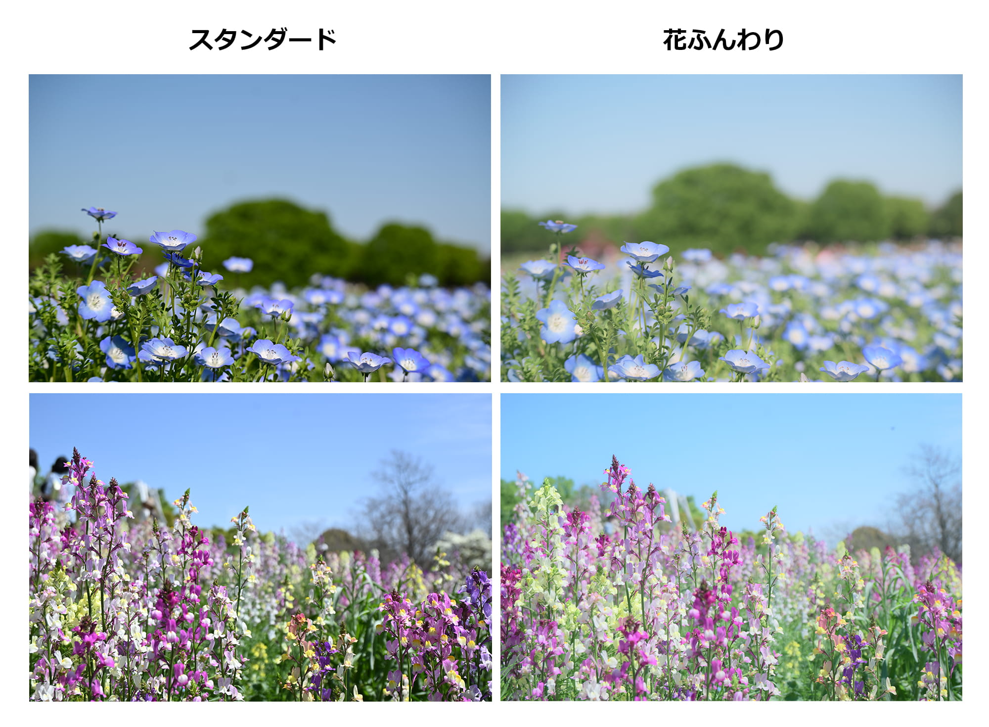 ピクチャーコントロール:スタンダードとイメージンレシピ:花ふんわりを比較 ピクチャーコントロール:スタンダードとイメージンレシピ:花ふんわりを比較