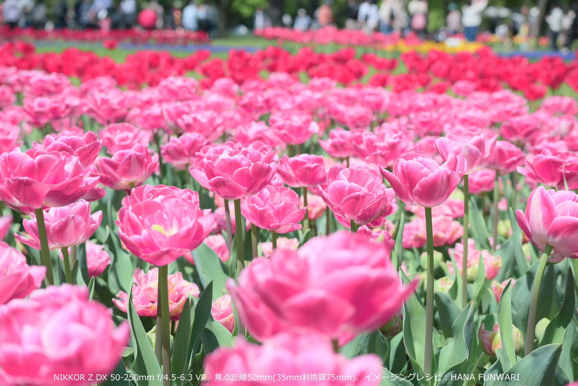 NIKKOR Z DX 50-250mm f/4.5-6.3 VR、焦点距離50mm(35mm判換算75mm)、イメージングレシピ:HANA FUNWARI NIKKOR Z DX 50-250mm f/4.5-6.3 VR、焦点距離50mm(35mm判換算75mm)、イメージングレシピ:HANA FUNWARI