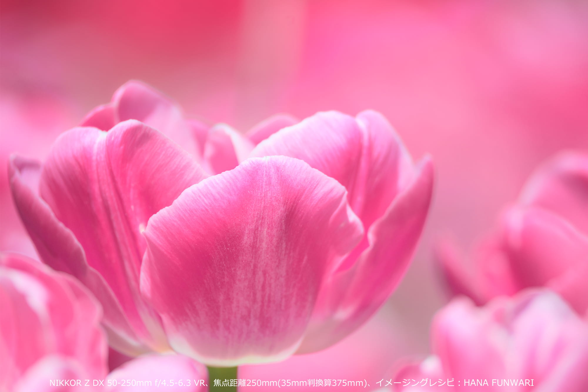 NIKKOR Z DX 50-250mm f/4.5-6.3 VR、焦点距離250mm(35mm判換算375mm)、イメージングレシピ:HANA FUNWARI NIKKOR Z DX 50-250mm f/4.5-6.3 VR、焦点距離250mm(35mm判換算375mm)、イメージングレシピ:HANA FUNWARI