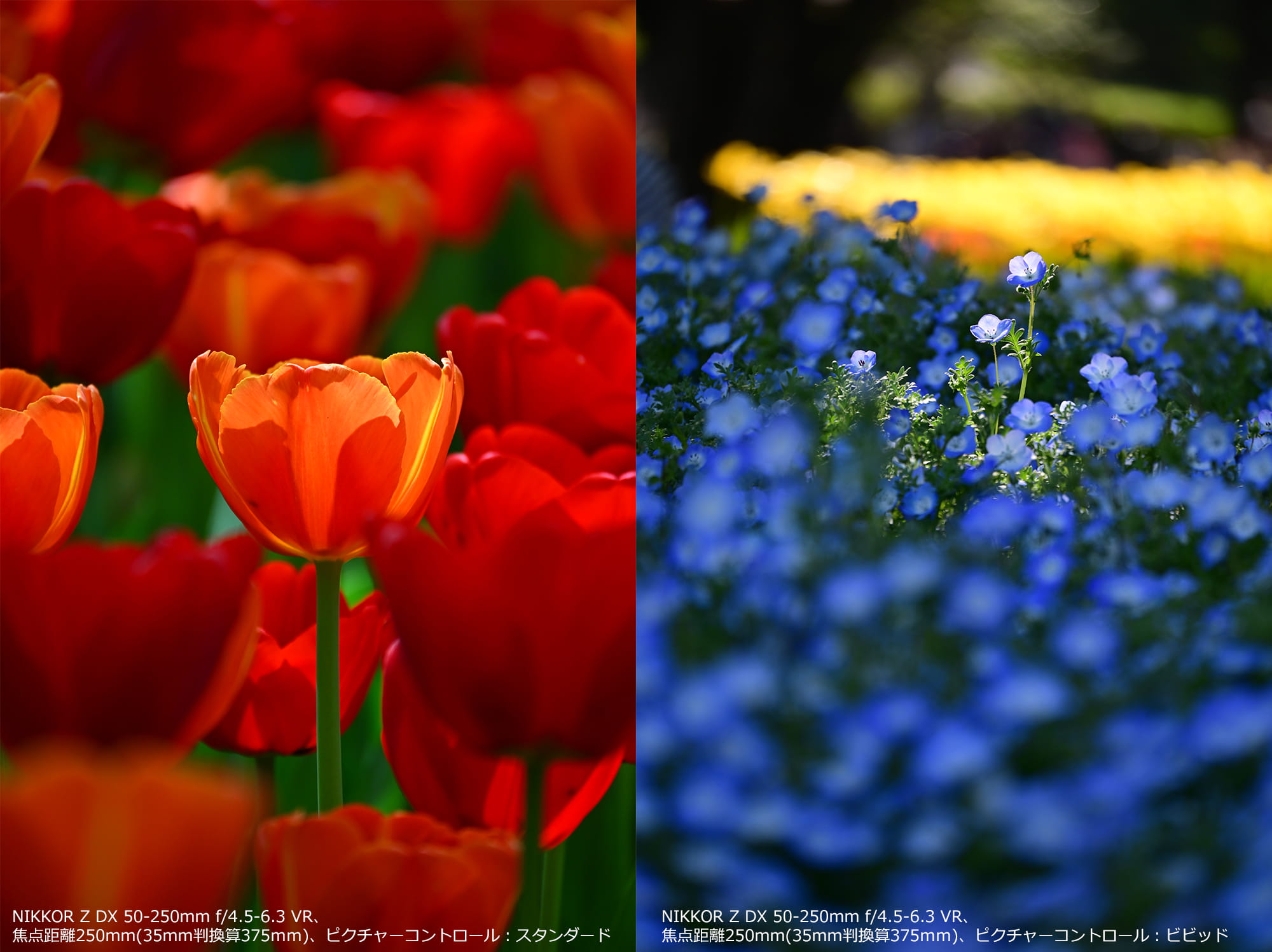 光を捉えて撮影!NIKKOR Z DX 50-250mm f/4.5-6.3 VR、焦点距離250mm(35mm判換算375mm) 光を捉えて撮影!NIKKOR Z DX 50-250mm f/4.5-6.3 VR、焦点距離250mm(35mm判換算375mm)