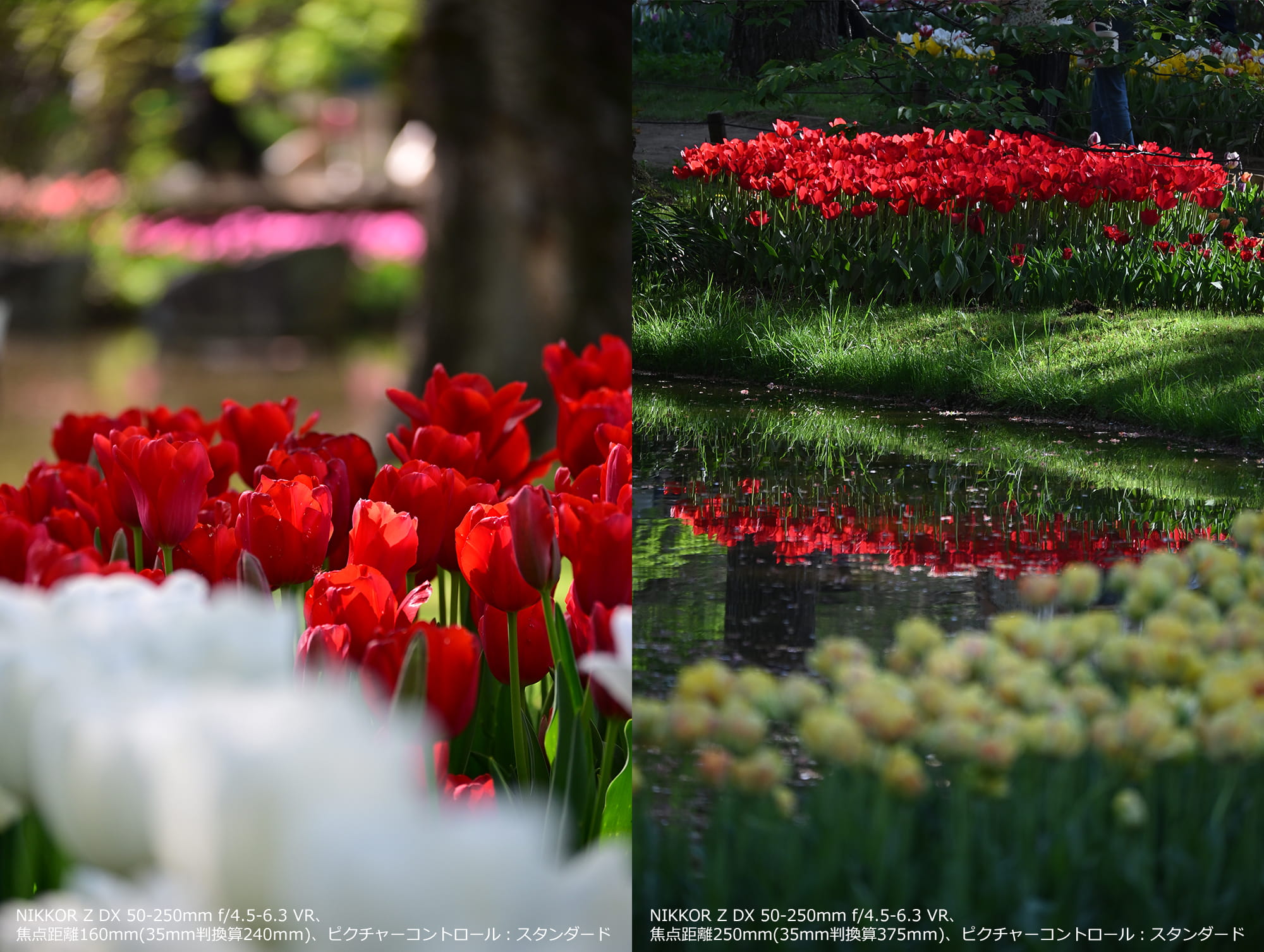 遠くから真っ赤なチューリップを狙って撮影。NIKKOR Z DX 50-250mm f/4.5-6.3 VR 遠くから真っ赤なチューリップを狙って撮影。NIKKOR Z DX 50-250mm f/4.5-6.3 VR