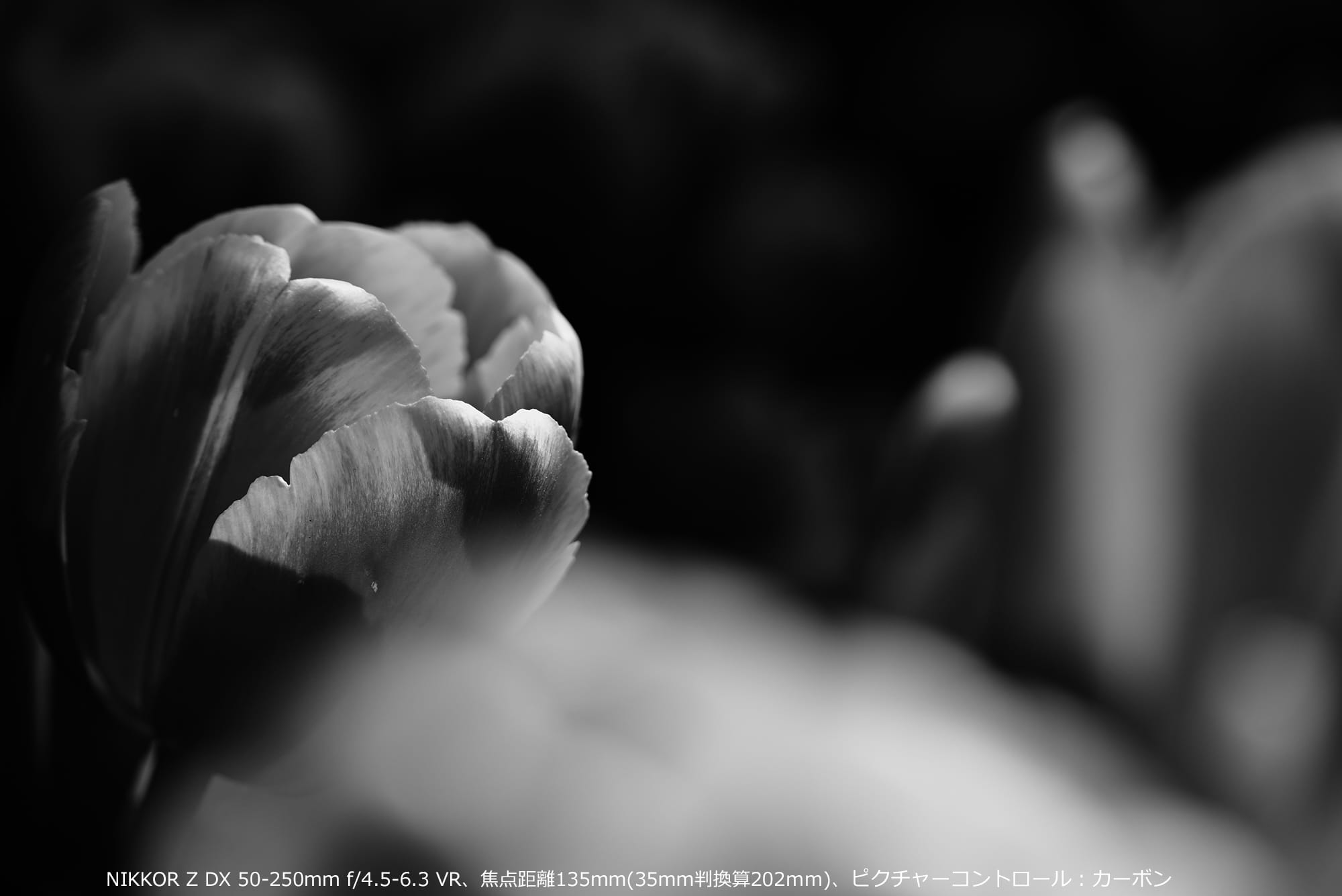 あえてモノトーンで花撮影。NIKKOR Z DX 50-250mm f/4.5-6.3 VR、焦点距離135mm(35mm判換算202mm)、ピクチャーコントロール:カーボン あえてモノトーンで花撮影。NIKKOR Z DX 50-250mm f/4.5-6.3 VR、焦点距離135mm(35mm判換算202mm)、ピクチャーコントロール:カーボン