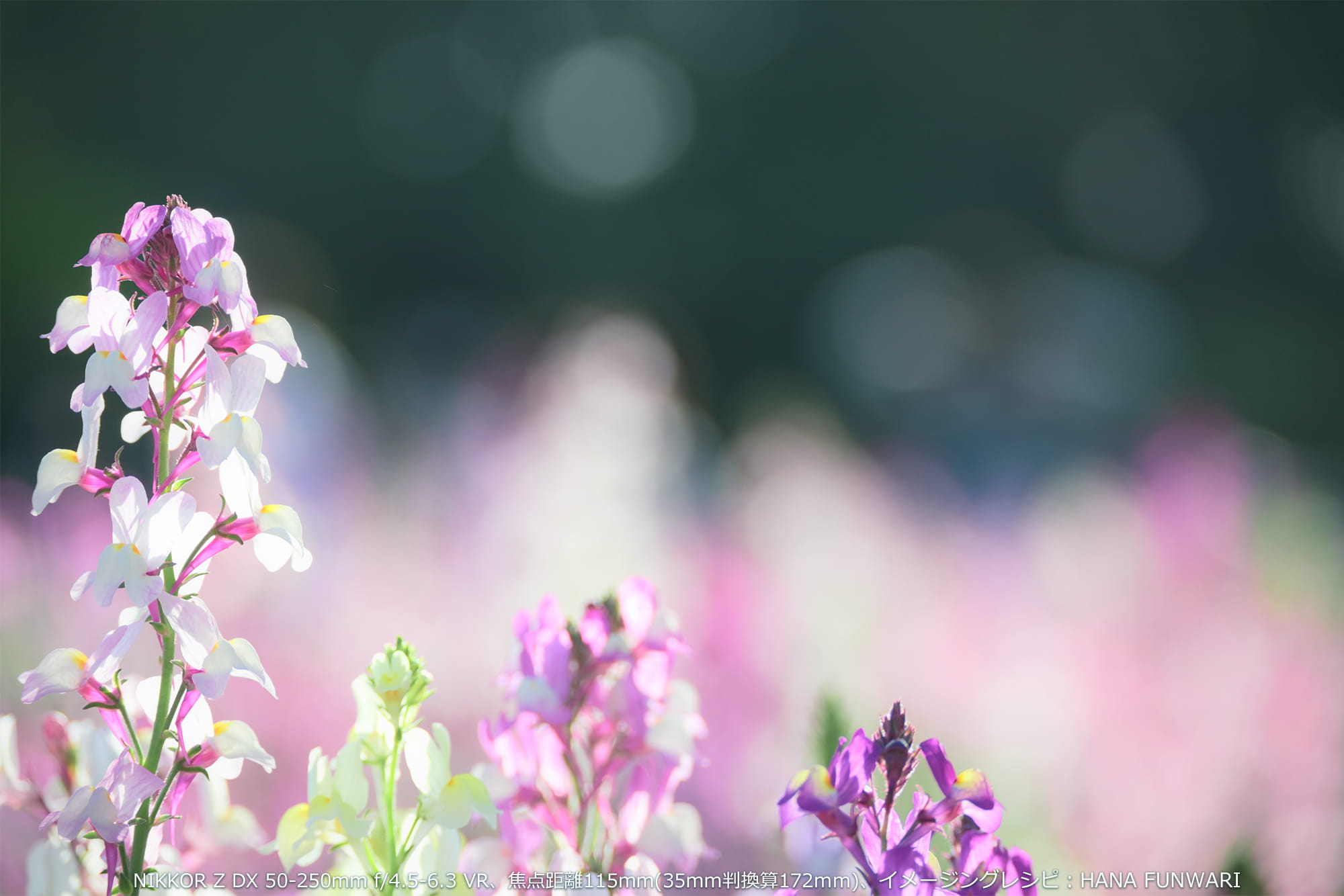 オリジナルレシピ:花ふんわりで玉ボケを添えて。NIKKOR Z DX 50-250mm f/4.5-6.3 VR、焦点距離115mm(35mm判換算172mm)、イメージングレシピ:HANA FUNWARI オリジナルレシピ:花ふんわりで玉ボケを添えて。NIKKOR Z DX 50-250mm f/4.5-6.3 VR、焦点距離115mm(35mm判換算172mm)、イメージングレシピ:HANA FUNWARI