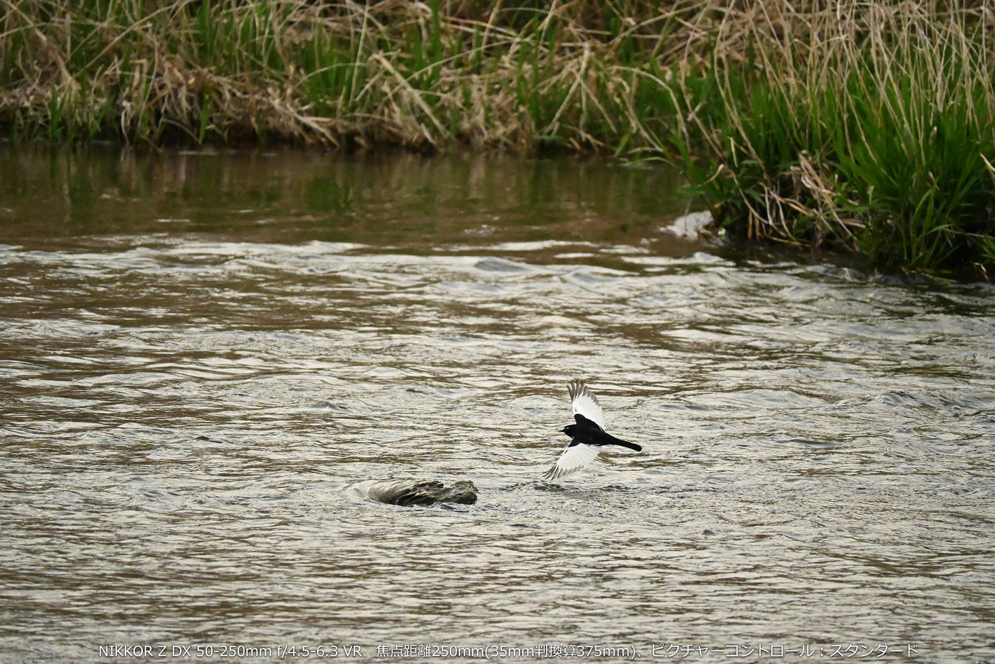 プロキャプチャーを使って一瞬を捉えた野鳥撮影。NIKKOR Z DX 50-250mm f/4.5-6.3 VR、焦点距離250mm(35mm判換算375mm)、ピクチャーコントロール:スタンダード プロキャプチャーを使って一瞬を捉えた野鳥撮影。NIKKOR Z DX 50-250mm f/4.5-6.3 VR、焦点距離250mm(35mm判換算375mm)、ピクチャーコントロール:スタンダード