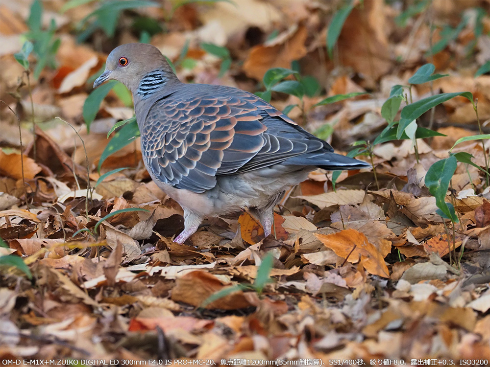 OM-D E-M1X+M.ZUIKO DIGITAL ED 300mm F4.0 IS PRO+MC-20Aœ_1200mm(35mmZ)ASS1/400bAilF8.0AIo␳+0.3AISO3200