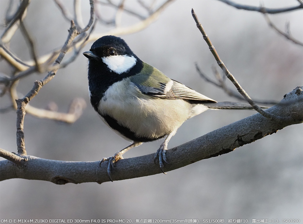 OM-D E-M1X+M.ZUIKO DIGITAL ED 300mm F4.0 IS PRO+MC-20Aœ_1200mm(35mmZ)ASS1/400bAilF8.0AIo␳+0.3AISO3200