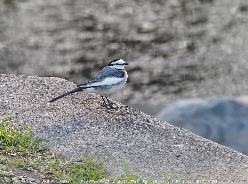 OM-D E-M1X+M.ZUIKO DIGITAL ED 300mm F4.0 IS PRO+MC-20Aœ_1200mm(35mmZ)ASS1/400bAilF10AIo␳+0.3AISO3200