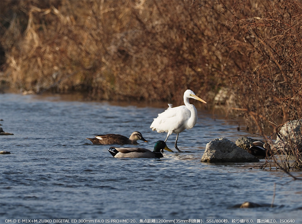 OM-D E-M1X+M.ZUIKO DIGITAL ED 300mm F4.0 IS PRO+MC-20Aœ_1200mm(35mmZ)ASS1/800bAilF8.0AIo␳0AISO640