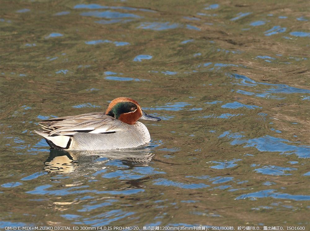 RK OM-D E-M1X+M.ZUIKO DIGITAL ED 300mm F4.0 IS PRO+MC-20Aœ_1200mm(35mmZ)ASS1/800bAilF8.0AIo␳0AISO1600