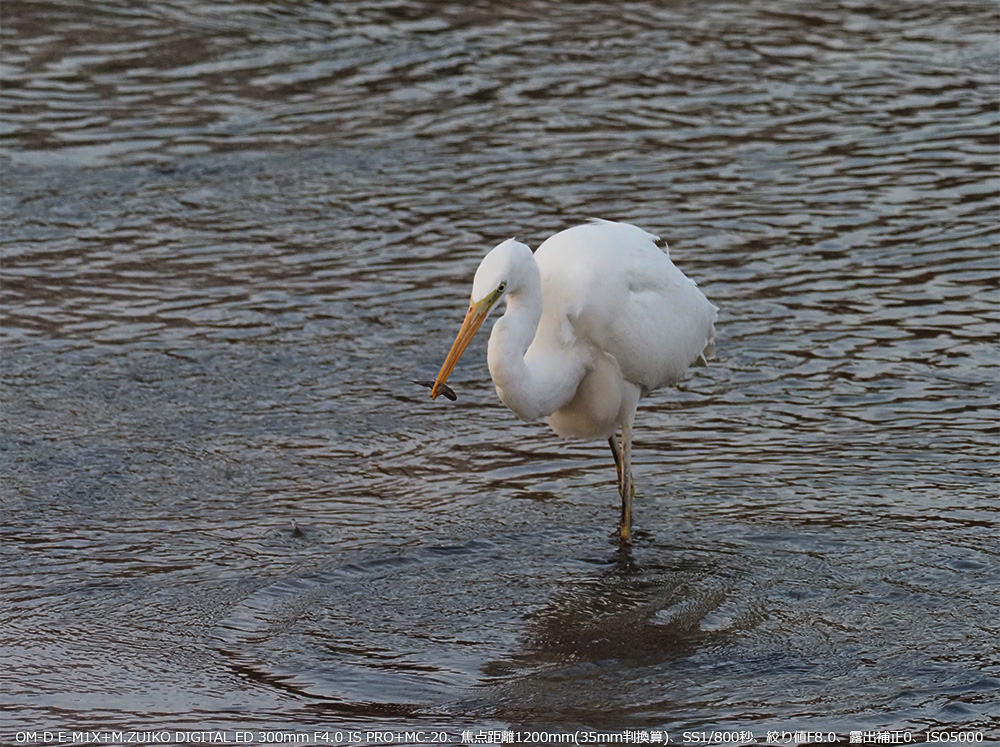OM-D E-M1X+M.ZUIKO DIGITAL ED 300mm F4.0 IS PRO+MC-20Aœ_1200mm(35mmZ)ASS1/800bAilF8.0AIo␳0AISO5000