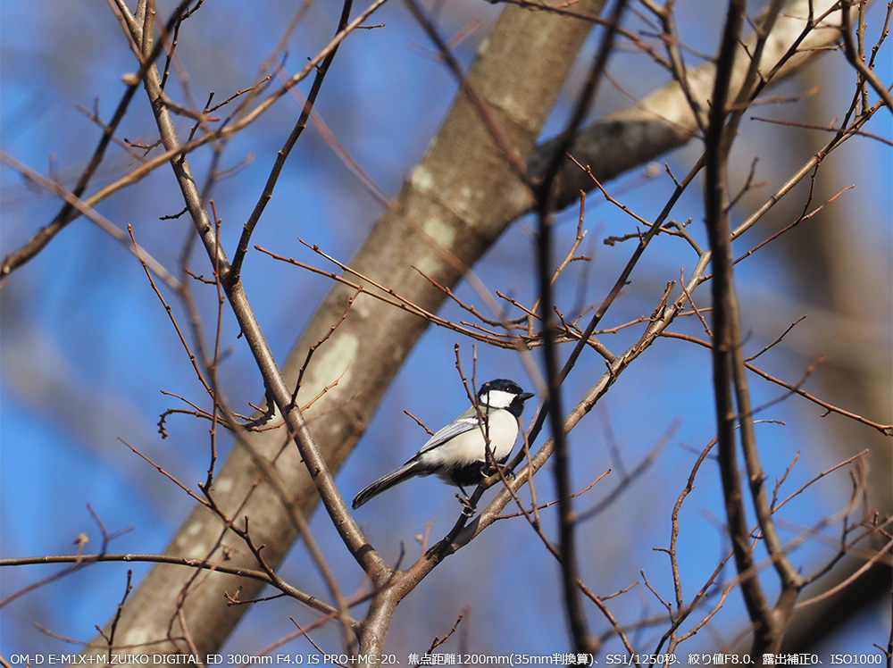 OM-D E-M1X+M.ZUIKO DIGITAL ED 300mm F4.0 IS PRO+MC-20Aœ_1200mm(35mmZ)ASS1/1250bAilF8.0AIo␳0AISO1000