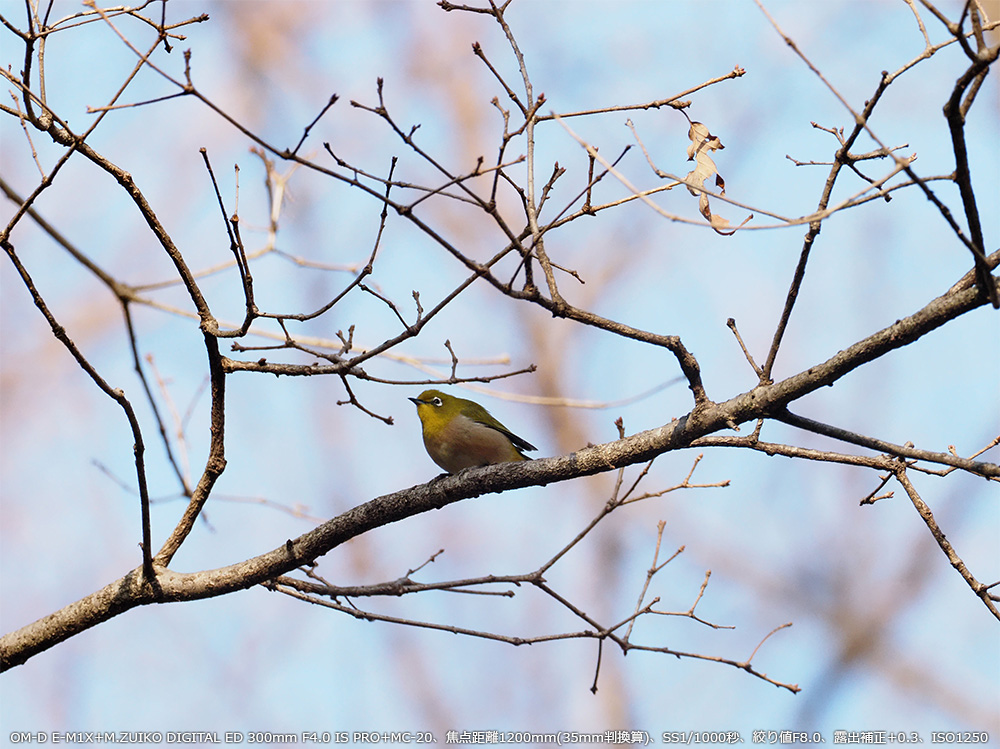 OM-D E-M1X+M.ZUIKO DIGITAL ED 300mm F4.0 IS PRO+MC-20Aœ_1200mm(35mmZ)ASS1/1000bAilF8.0AIo␳+0.3AISO1250