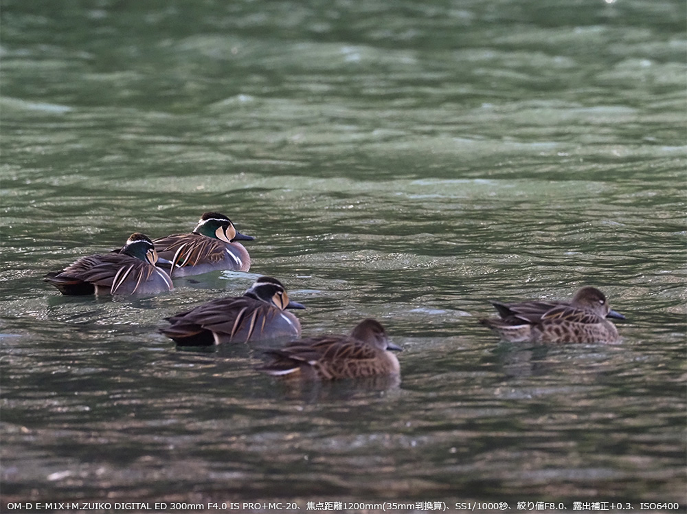 OM-D E-M1X+M.ZUIKO DIGITAL ED 300mm F4.0 IS PRO+MC-20Aœ_1200mm(35mmZ)ASS1/1000bAilF8.0AIo␳+0.3AISO6400