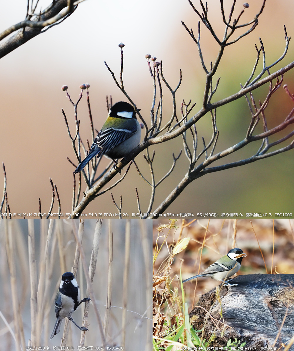 OM-D E-M1X+M.ZUIKO DIGITAL ED 300mm F4.0 IS PRO+MC-20Aœ_1200mm(35mmZ)ASS1/400bAilF8.0AIo␳+0.7AISO1000