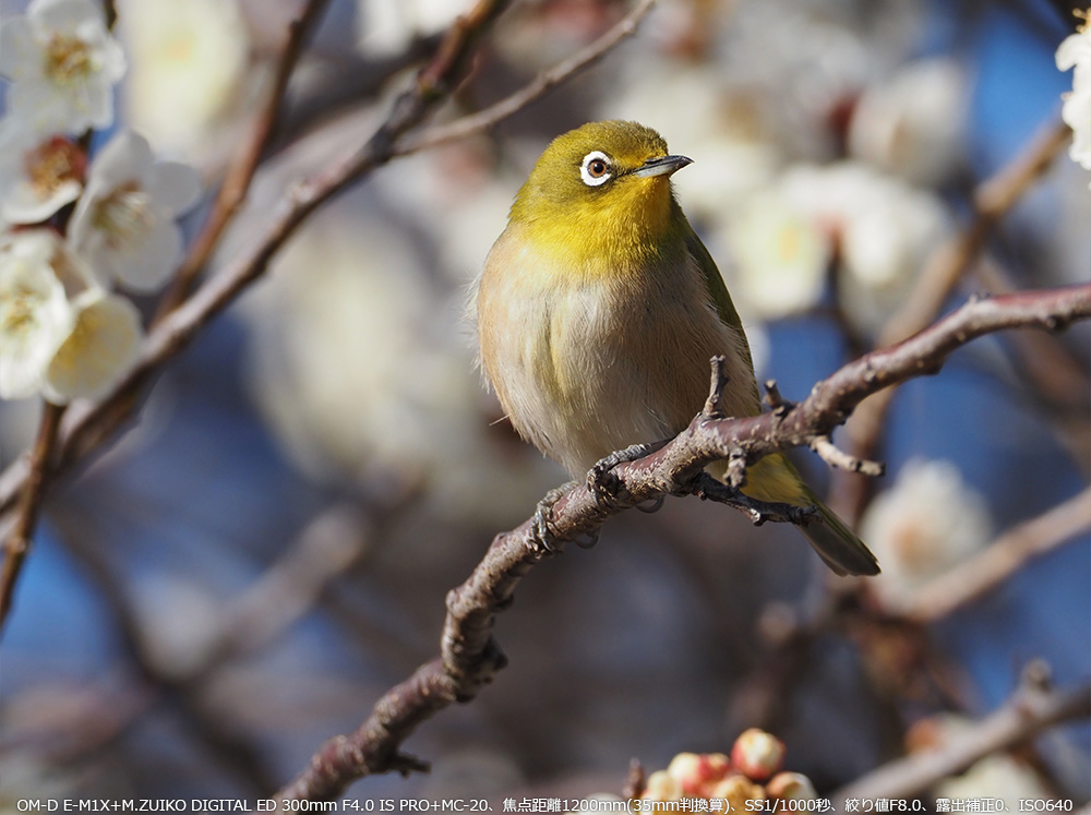 W OM-D E-M1X+M.ZUIKO DIGITAL ED 300mm F4.0 IS PRO+MC-20Aœ_1200mm(35mmZ)ASS1/400bAilF8.0AIo␳+0.7AISO1000