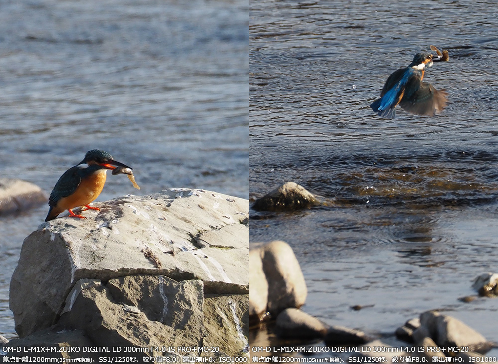 JZ~ OM-D E-M1X+M.ZUIKO DIGITAL ED 300mm F4.0 IS PRO{MC-20Aœ_1200mm(35mmZ)ASS1/1250bAilF8.0AIo␳0AISO1000