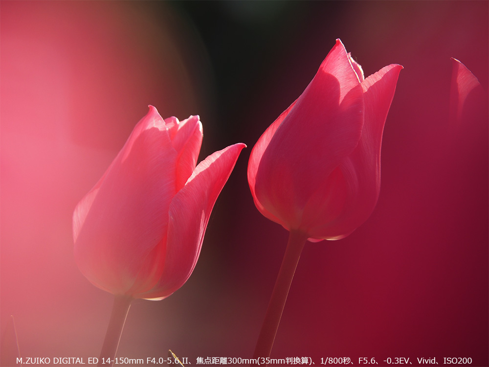 |pۂBꂽIsN̐E