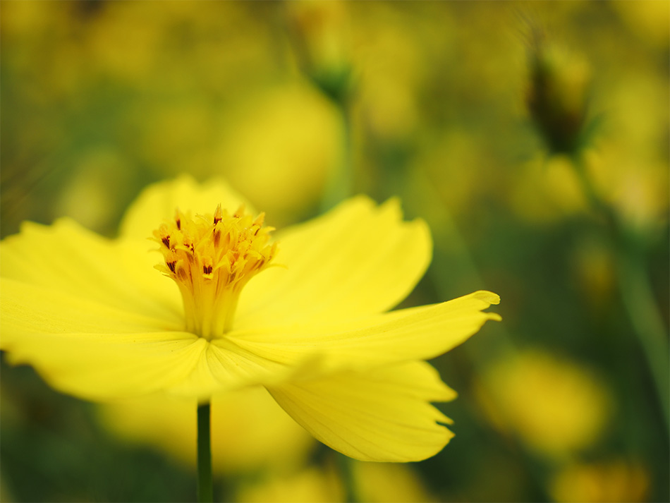 J E-M1 Mark II@Vb^[x 1/1250b@il F3.5@Io␳ +0.7@AWB@摜d Flat@ISOx 200