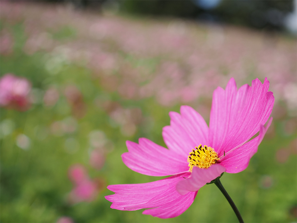 J E-M1 Mark II@Vb^[x 1/2000b@il F3.5@Io␳ +0.3@AWB@摜d Natural@ISOx@200