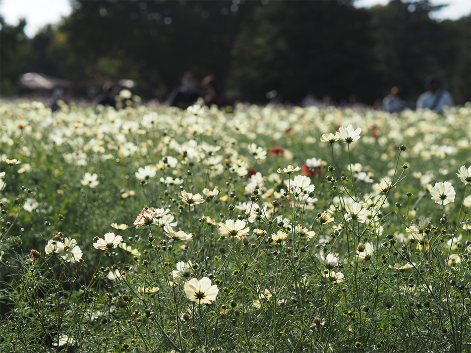 J E-M5 Mark III@Vb^[x 1/3200b@il F3.2@Io␳0@AWB@摜d Natural@ISOx 200