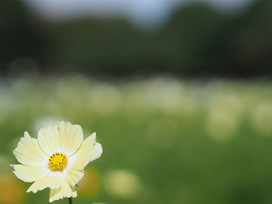 J E-M1 Mark II@Vb^[x 1/8000b@il F1.8@Io␳0@AWB@摜d Natural@ISOx 200