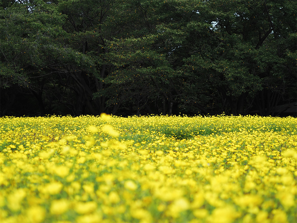J E-M1 Mark II@Vb^[x 1/4000b@il F1.8@Io␳-0.3@AWB@摜d Flat@ISOx 200