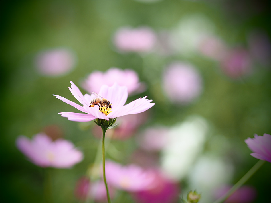 E-M5 Mark III Vb^[x 1/1000b@il F1.8@Io␳+0.7@AWB@摜d Natural@A[gtB^[ gCtHg@ISOx 200
