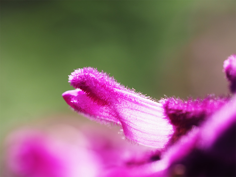 J E-M1 Mark II@Vb^[x 1/640b@il F2.8@Io␳+0.3@AWB@摜d Natural@ISOx 200