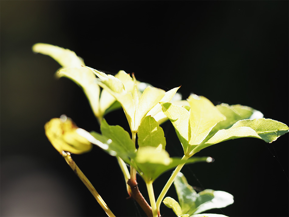 J E-M1 Mark II Vb^[x 1/1250b@il F2.8@Io␳+0.3@AWB@摜d Natural@ISOx 200