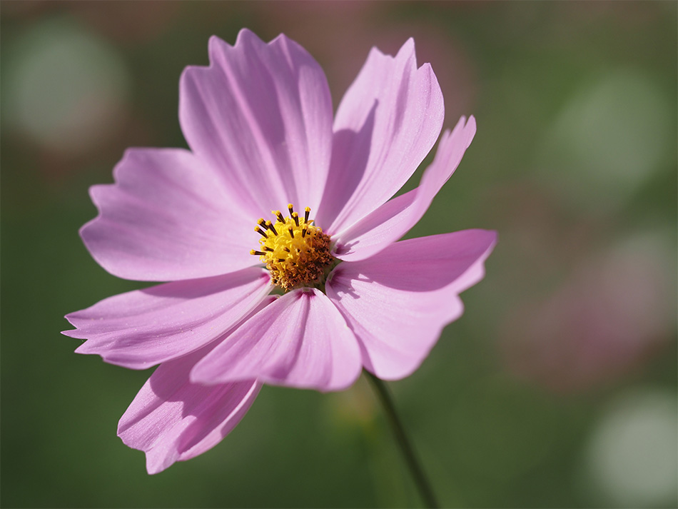 J E-M5 Mark III Vb^[x 1/3200b@il F2.8@Io␳+0.3@AWB@摜d Natural@ISOx 200