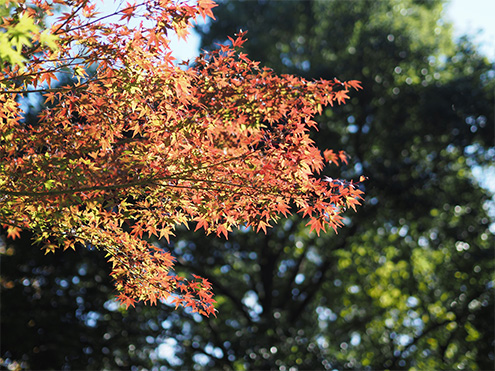 F1.8@1/2000b@ISO200@Io␳}0@œ_45mm