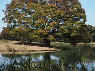 M.ZUIKO DIGITAL 45mm F1.8