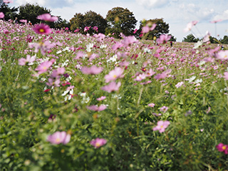 17mm F1.2