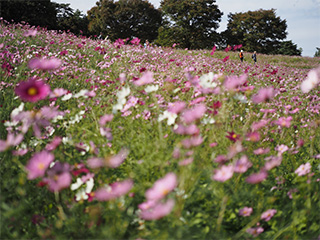 25mm F1.8