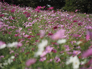60mm F2.8