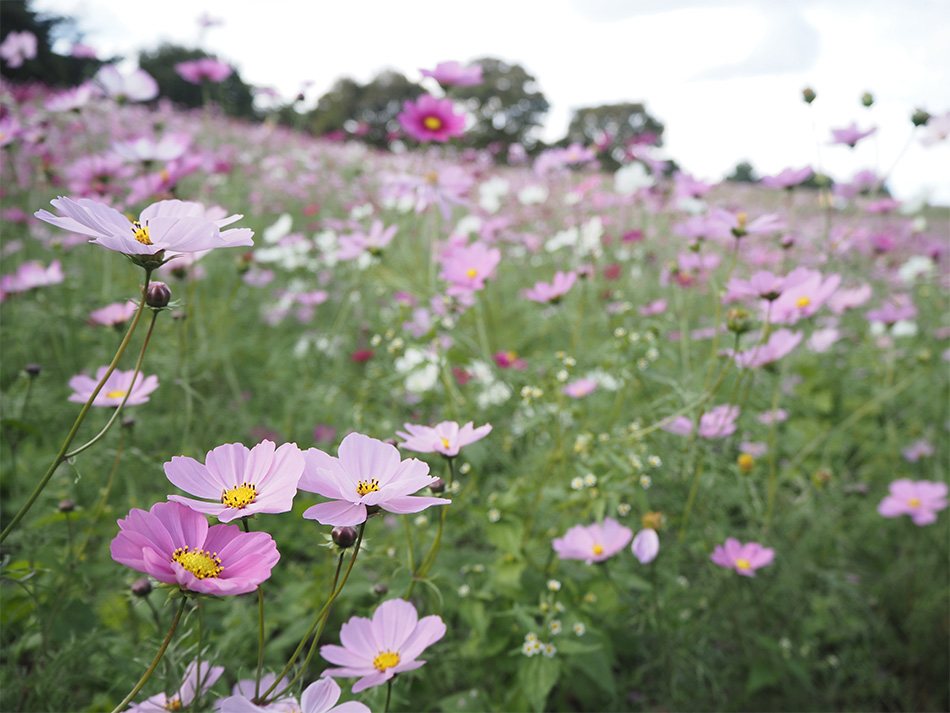 OM-D E-M5 Mark III{M.ZUIKO DIGITAL ED 14-42mm F3.5-5.6 EZ 